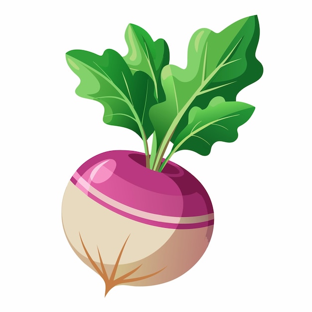 Turnip Root Vegetable Rich in Flavor and Nutrients