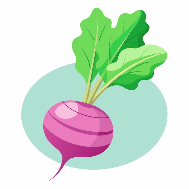 Turnip Root Vegetable Rich in Flavor and Nutrients