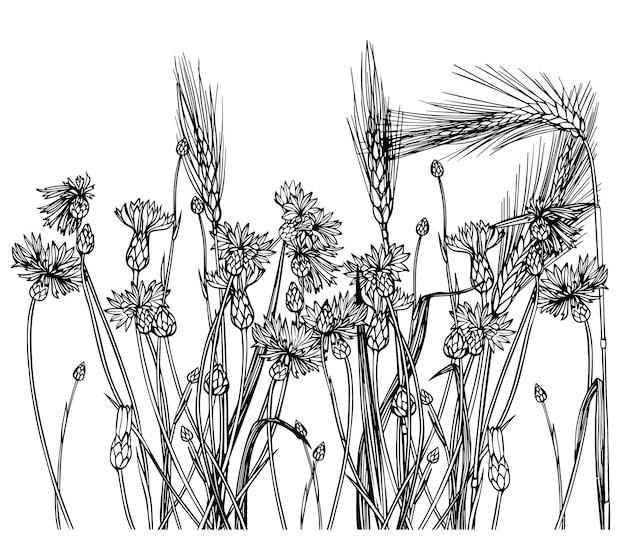 Turnips and ears of wheat. Vector collection of wildflowers. Grasses, herbaceous flowering plants