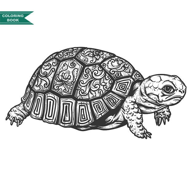 Turtle coloring book illustration, zentangle animal