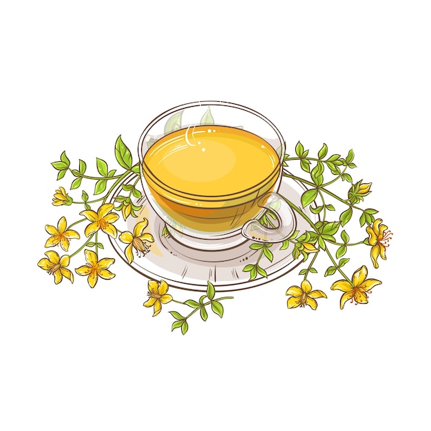 tutsan tea vector illustration on white background