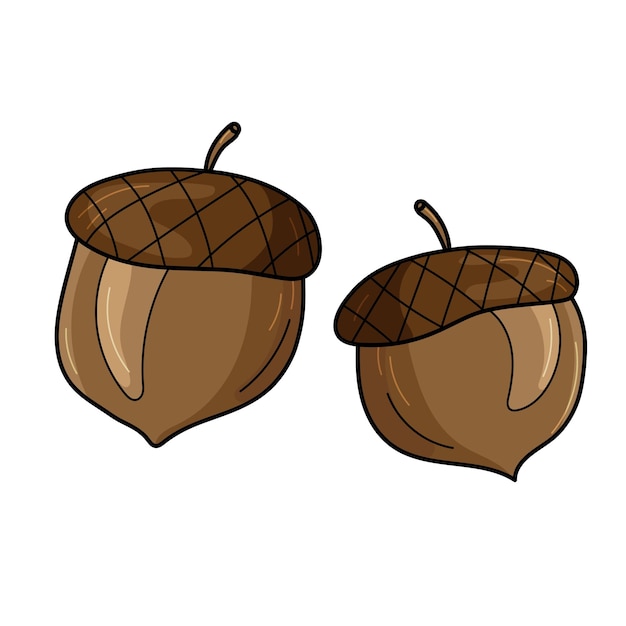 Two acorns in cartoon style isolated on a white background Forest decoration