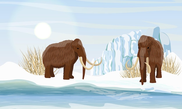 Two large woolly mammoth Snow and glacier Dry frozen grass by the sea Prehistory animals