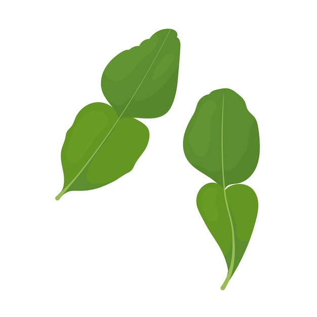 Two leaves of kaffir lime seasoning for Asian cuisine