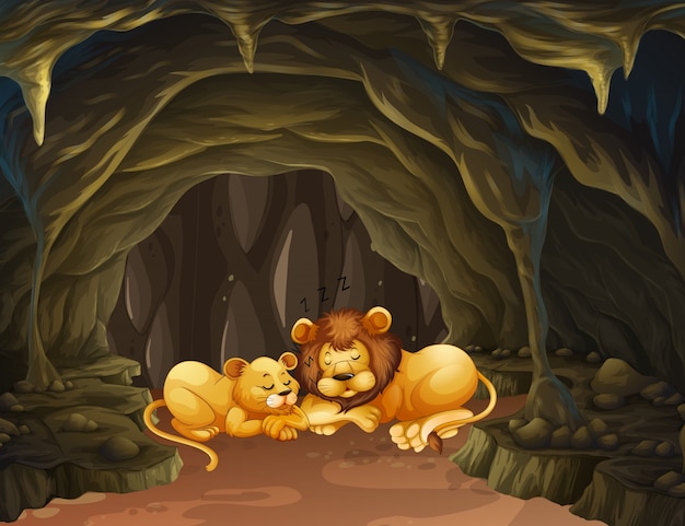 Two lions sleeping in the cave