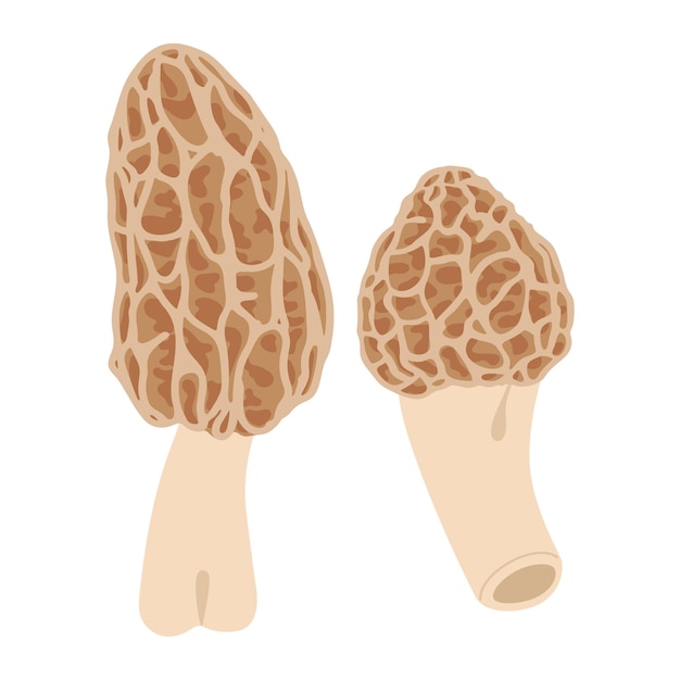 Two morel mushrooms hand drawn trendy flat style vegetarian food