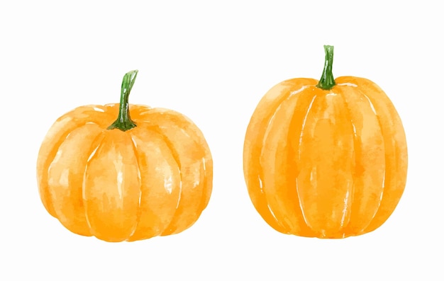 Two orange autumn pumpkins isolated on white background Watercolor hand drawn illustration