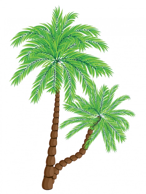 Two Palm Trees