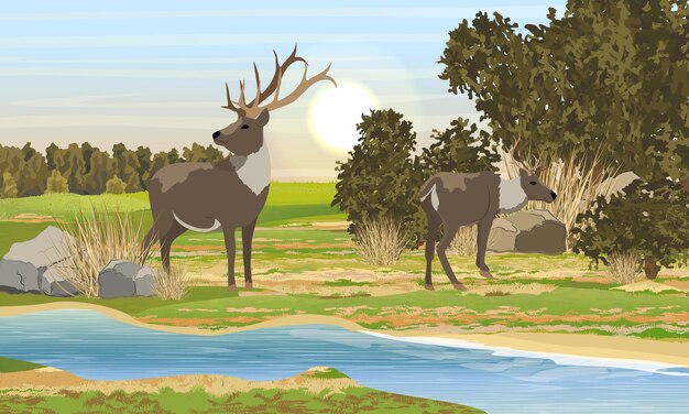 Vector two realistic red deer with branched horns near the river large bushes and forest