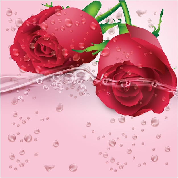 Vector two red roses with water drops on them and one has water drops on it