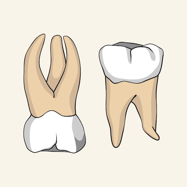 Two teeth on beige background