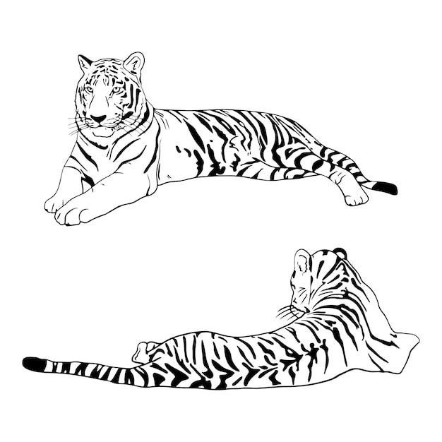 Two tigers black silhouettes on white background chinese tiger simple realistic sketch