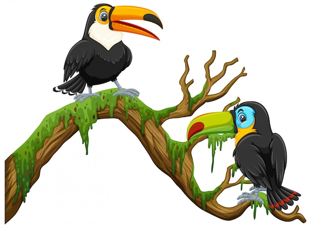 Two toucan birds standing on the branch