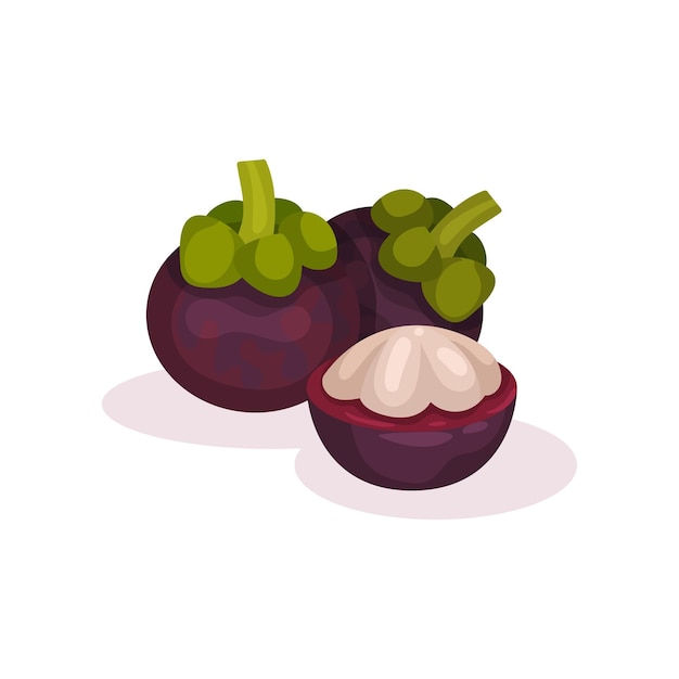 Two whole and one half of mangosteen Ripe exotic fruit Organic and tasty food Natural vegetarian nutrition Healthy eating Detailed vector illustration in flat style isolated on white background