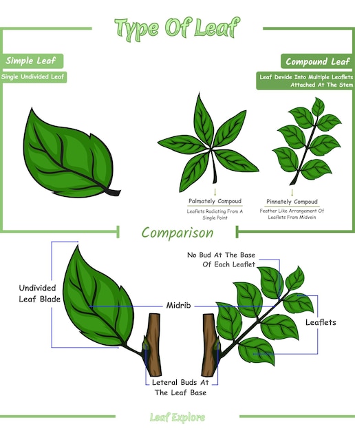 Type of leaf or different of simple leaf and compound leaf