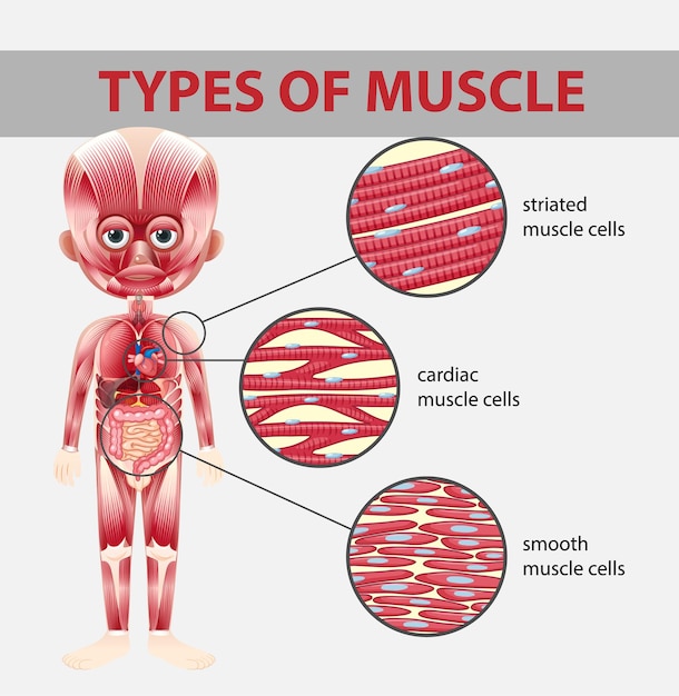 Types of muscle cell diagram