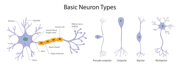 Types of neurons isolated on white background in cartoon style