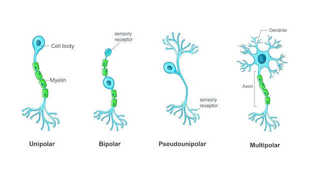 Types of neurons on white background in cartoon style illustration