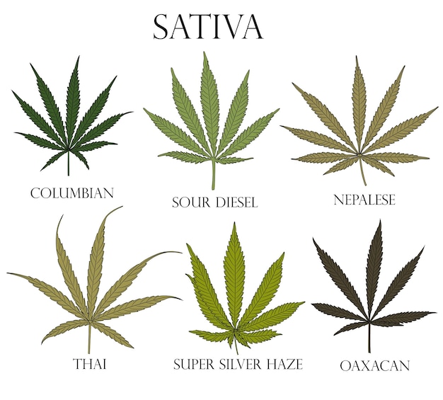 Vector types of weed illustration of differend sativa cannabis leaves for use in medicine and cosmetology