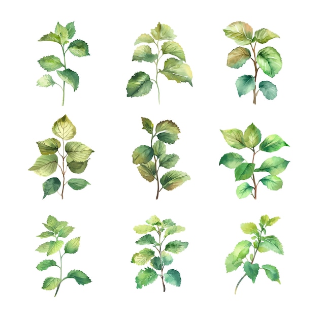 Ulmus salataWatercolor set of leaves Hand drawn illustration isolated on white background