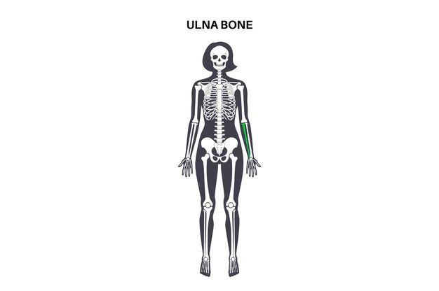 Vector ulna bone anatomy