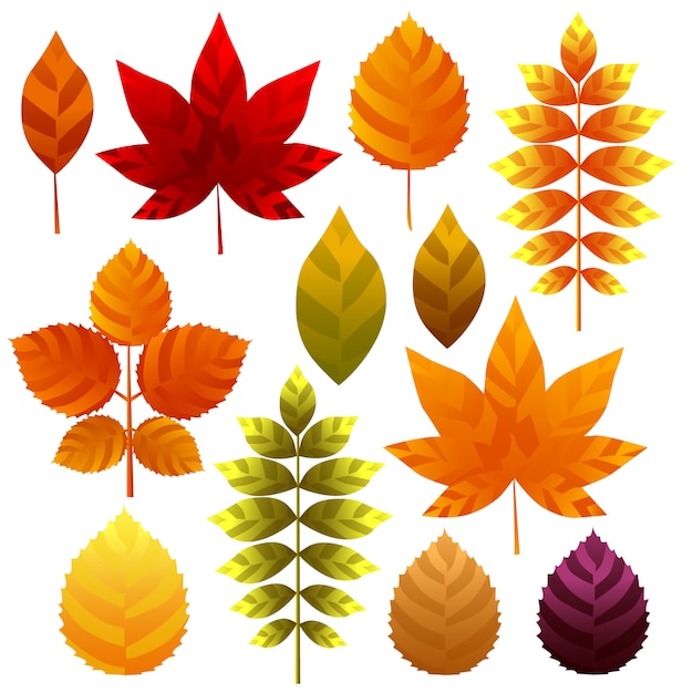 Unique autumn leaves icon element set