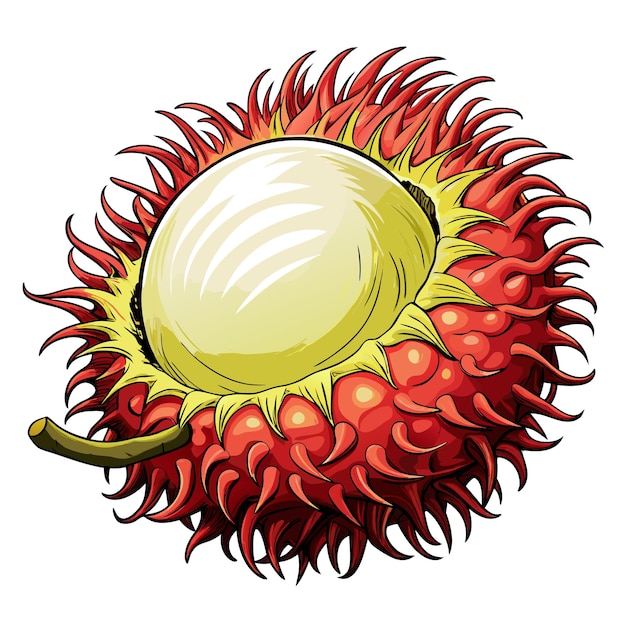 Vector unique rambutan fruit vector illustration