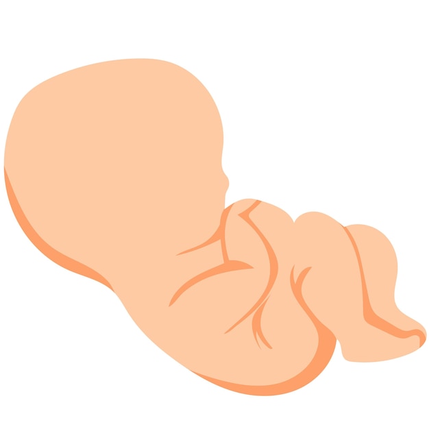 unsexed baby embryo flat character