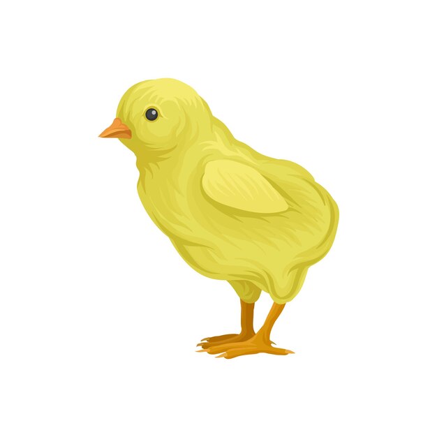 Vector ute little yellow chick poultry breeding vector illustration on a white background