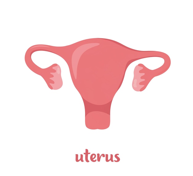 Uterus Woman reproductive health Internal organ of the human body