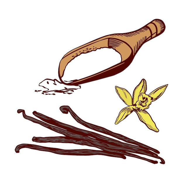 Vanilla flower chopsticks cooking spatula are isolated on a white background Vector illustration of spices For labels packaging ingredients