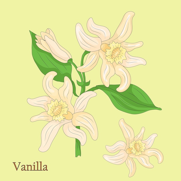 Vanilla Illustration of a plant in a vector with flowers