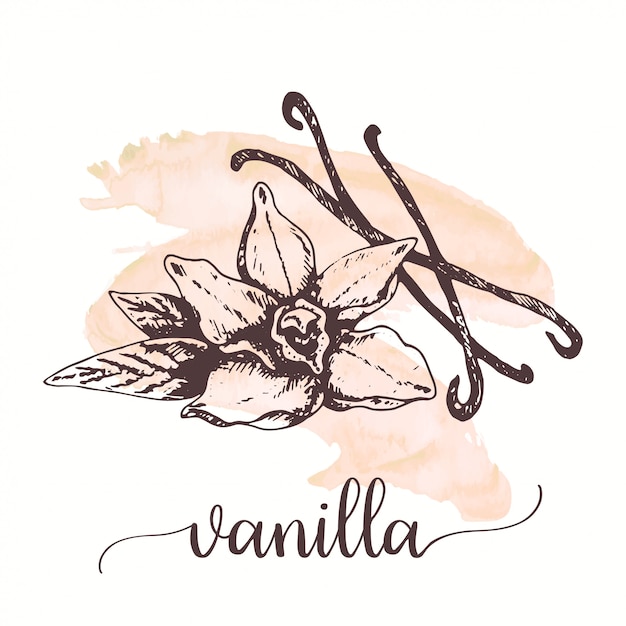 Vanilla sketch on watercolor paint