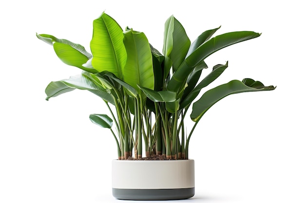 Variegated Monstera plant in white pot Monstera Thai Constellation isolated on white background