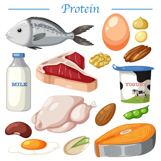 Variety of protein foods vector