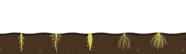 Variety of root systems in soil vector illustration of black soil section visual aid of fibrous and