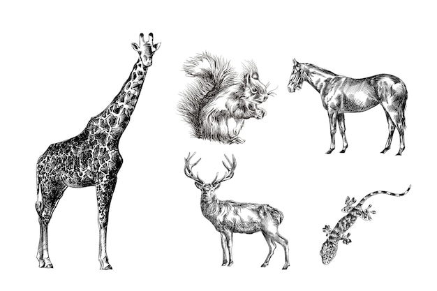 Vector various animals hand drawn sketches giraffe, horse, gecko, squirrel, deer illustration