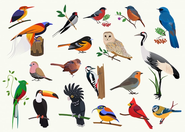 Various cartoon birds collection for any visual design.