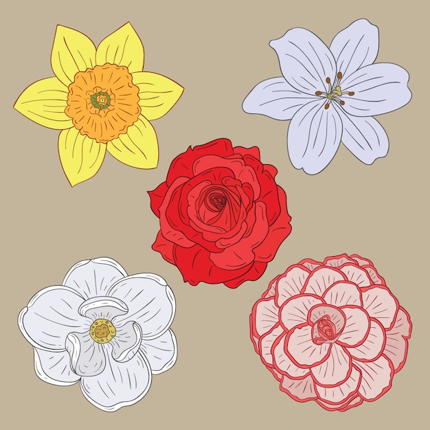 Various Flowers Illustration Set