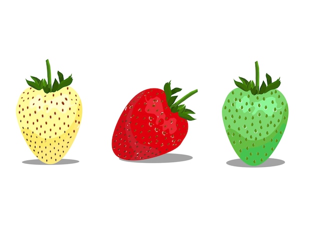 Various green red yellow strawberry fruits isolated