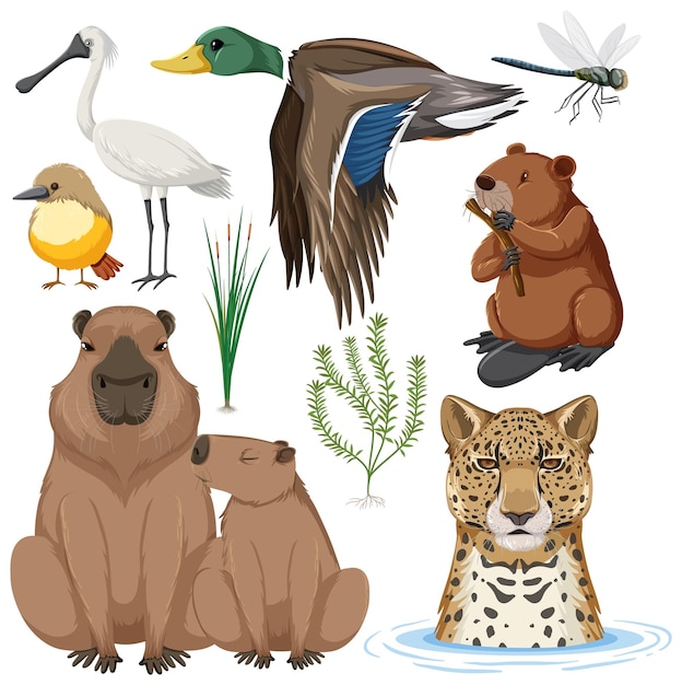 Vector various wetland animals collection