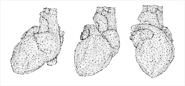 Vector 3d human heart