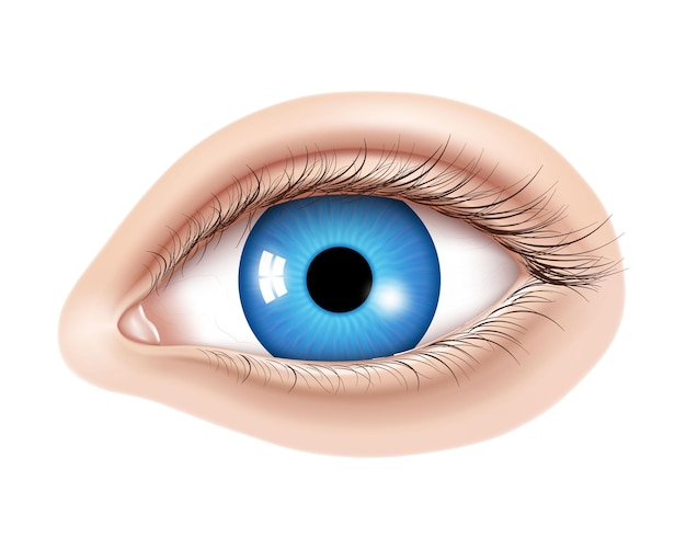 Vector 3d realistic human eye without makeup Glossy blue iris with a macro details Facial element on a skin background Useful for design of laser vision correction and also make up cosmetics