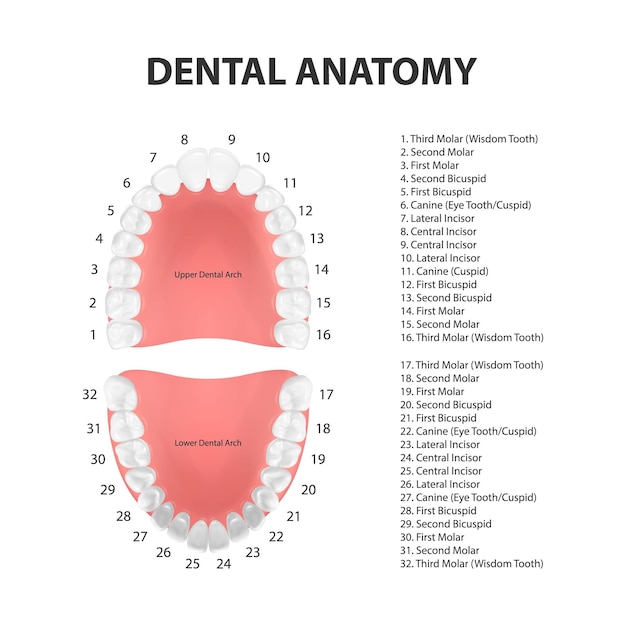 Vector 3d Realistic Teeth Upper Lower Adult Jaw Top View Anatomy Concept Orthodontist Human Teeth Scheme Medical Oral Health Design Template of Prosthetics Periodontal Disease Gums Veneers