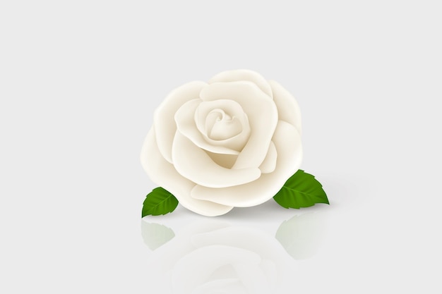 Vector 3d Realistic White Flower Rose Closeup Isolated on White Rose Bud Design Template Background with Decorative Rose Design Template of Rose Flower Clipart