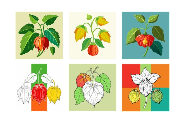 Vector abutilon flower and leaf contour style