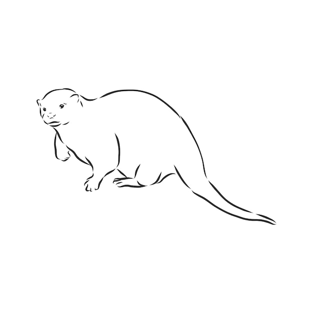 Vector animal river common otter, otter, sea otter, vector sketch illustration