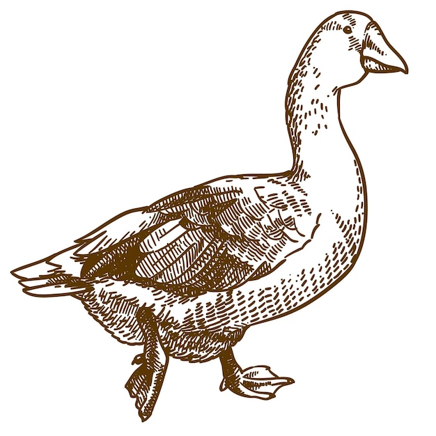 Vector antique engraving illustration of big goose isolated on white background