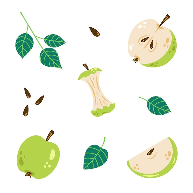 Vector apple set Colorful collection of whole apple apple half and slice Apple core Green apples