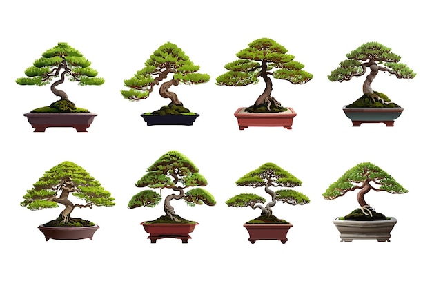 Vector Art Collection Bonsai Plants in Detailed Illustrations